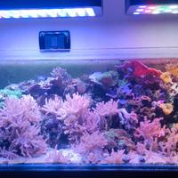 Acquario marino 125 litri