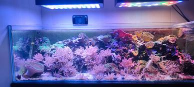 Acquario marino 125 litri