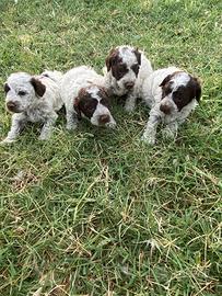 Lagotto romagnolo