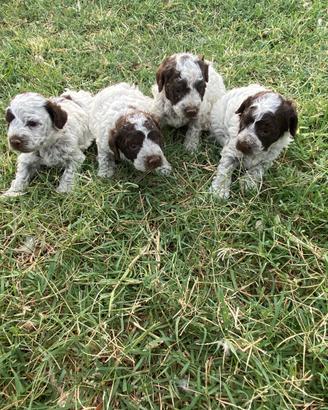 Lagotto romagnolo