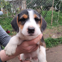 JACK rossel terrir 3336739877