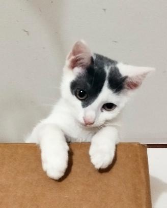 Gattini in adozione
