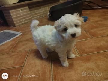 Disponibile da subito splendida cucciola maltese