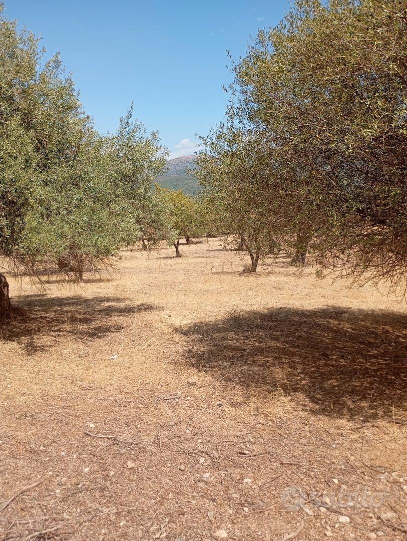 DOLIANOVA:Uliveto e mandorleto - Vista 5