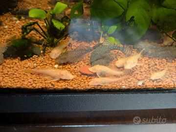 Pesci Ancistrus normali e albini