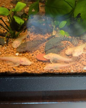 Pesci Ancistrus normali e albini