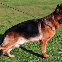 Pastore tedesco di 3 anni con Brevetto e selezione