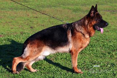 Pastore tedesco di 3 anni con Brevetto e selezione