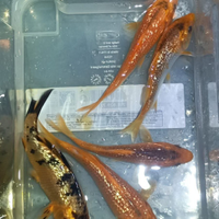 Pesci e piante per acquario laghi e laghetti