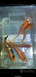 Pesci e piante per acquario laghi e laghetti