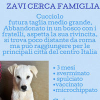 Regalasi adorabili cagnolini