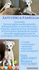 Regalasi adorabili cagnolini