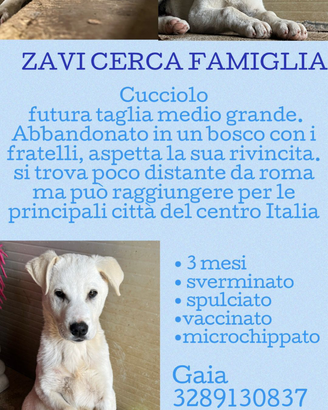 Regalasi adorabili cagnolini