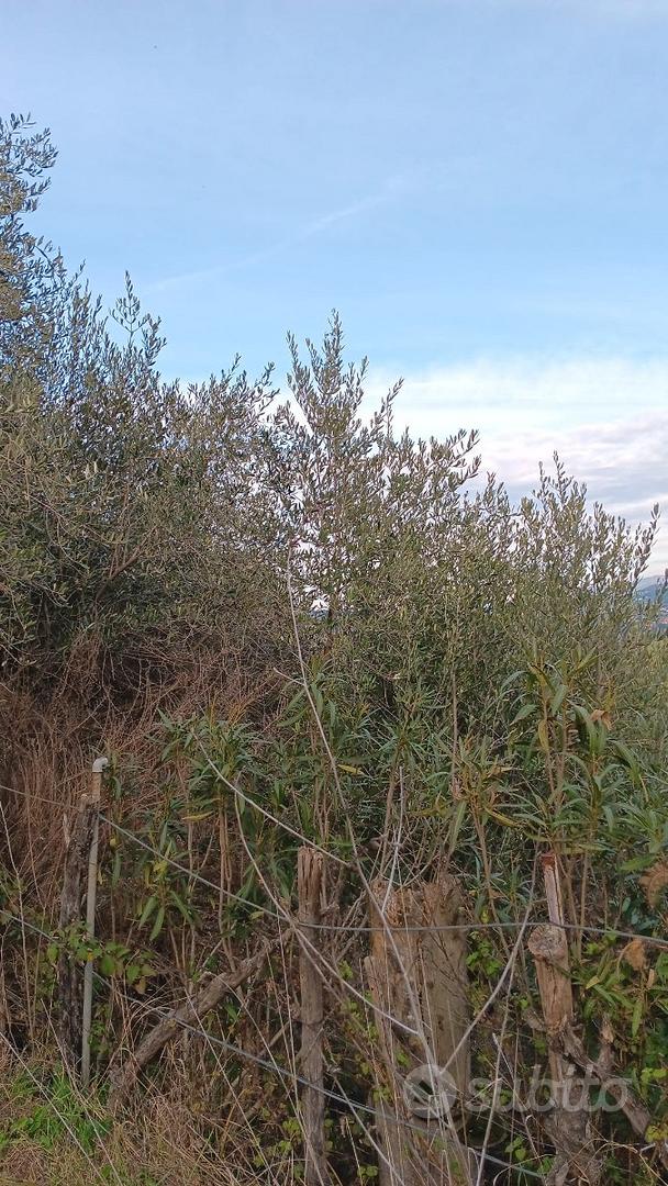 TERRENO AGRICOLO Piante di ulivo - Vista 5