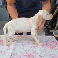 Cucciolo setter inglese