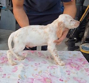 Cucciolo setter inglese