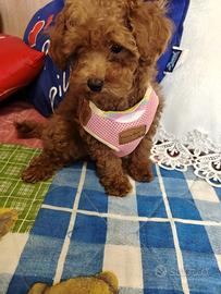 Barboncina toy cucciola