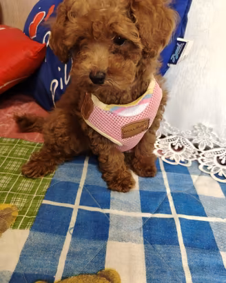 Barboncina toy cucciola
