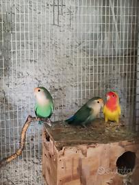 Inseparabili