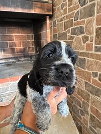 Cocker spaniel