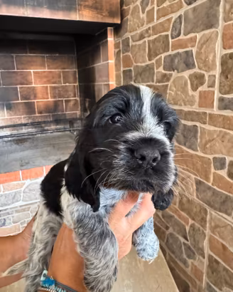 Cocker spaniel
