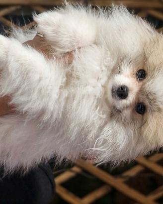 Spitz pomerania 3 femmine