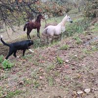 Cavallo Arabo Egiziano