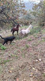 Cavallo Arabo Egiziano