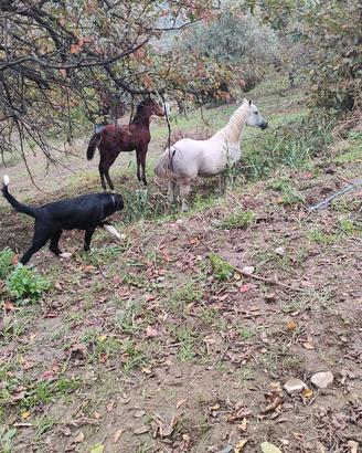Cavallo Arabo Egiziano