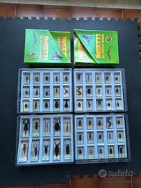 Insetti in resina, teca compresa e fascicoli