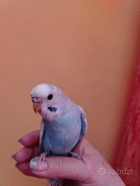 Cocorite allevate a mano