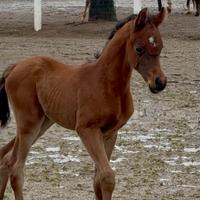 Puledro purosangue arabo