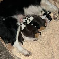 Cuccioli Border Collie