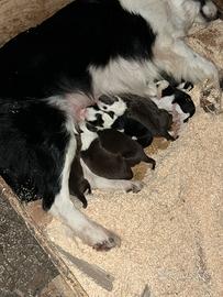 Cuccioli Border Collie
