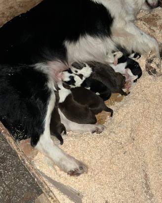 Cuccioli Border Collie
