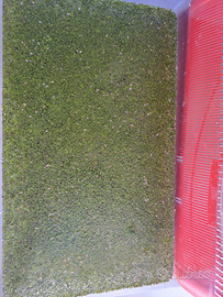 Lemna Minor S.cambio