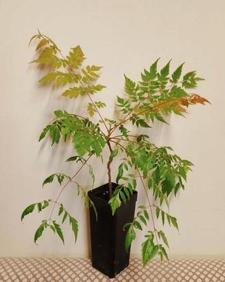 Koelreuteria elegans  pianta