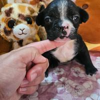 Bulldog francese femmina taglia mini