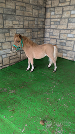 Poni f. Falabella