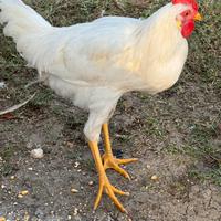 Gallo Livornese Bianco