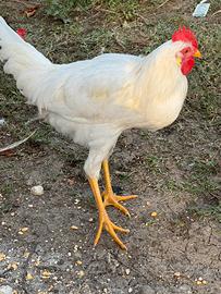 Gallo Livornese Bianco