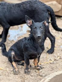 EMA, la cucciola più dolce (e nanetta) di tutti