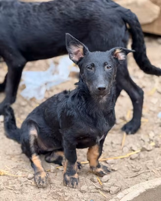 EMA, la cucciola più dolce (e nanetta) di tutti