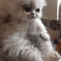 Gatti d' angora