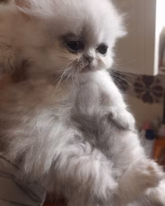 Gatti d' angora