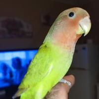 Inseparabili allevati a mano