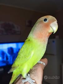 Inseparabili allevati a mano