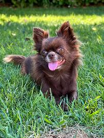 Chihuahua femmina