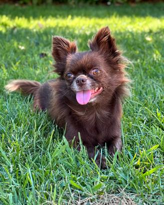 Chihuahua femmina