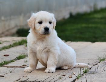 Cuccioli di GOLDEN Retriever